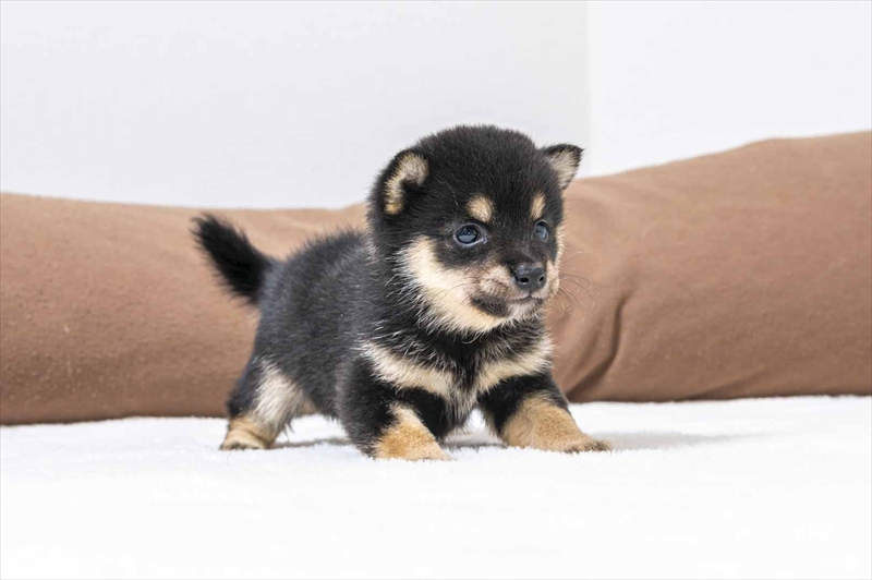 豆柴犬 販売子犬番号 つぼみちゃん 写真3