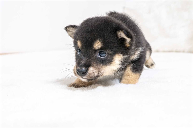 豆柴犬 販売子犬番号 つぼみちゃん 写真4