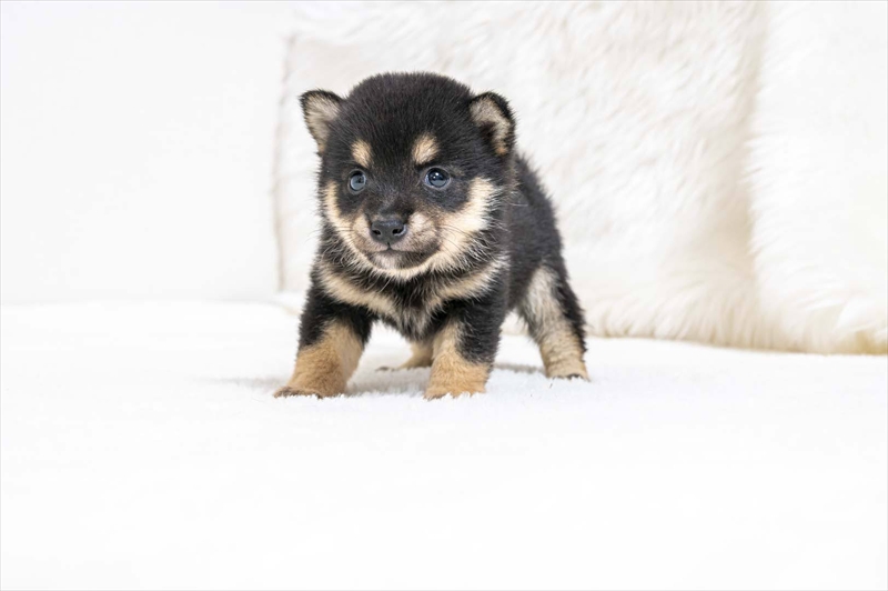 豆柴犬 販売子犬番号 つぼみちゃん 写真5