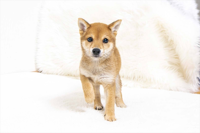 豆柴犬 販売子犬番号 しょうきくん 写真2