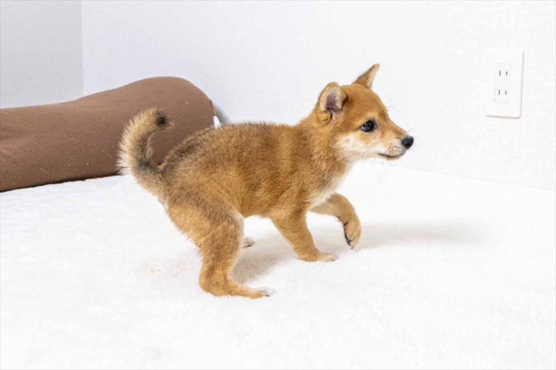 豆柴犬 販売子犬番号 しょうきくん 写真4