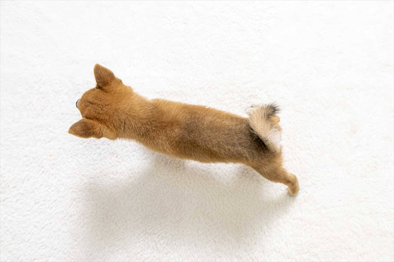 豆柴犬 販売子犬番号 しょうきくん 写真5