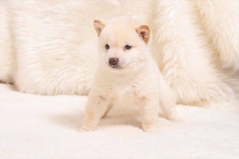 豆柴犬 販売子犬番号 まもるくん 写真2