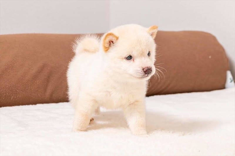 豆柴犬 販売子犬番号 まもるくん 写真3