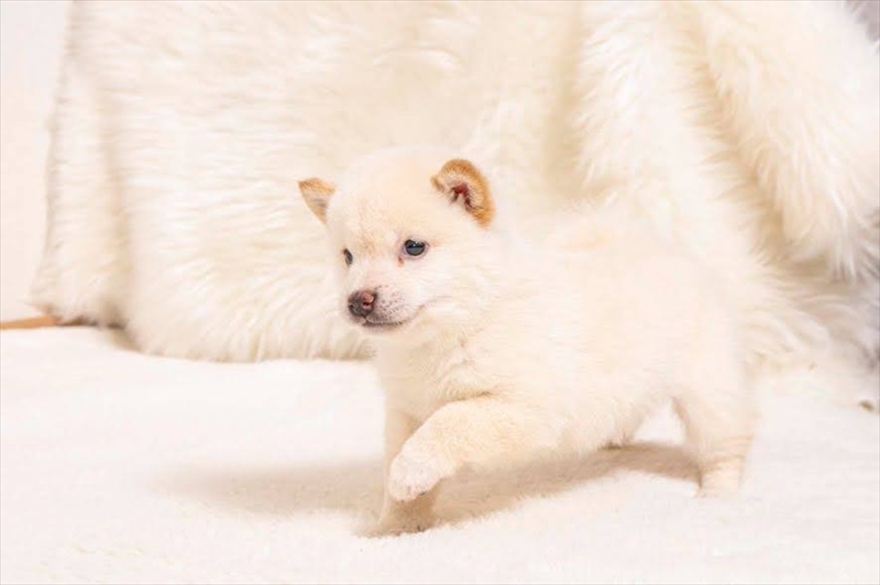 豆柴犬 販売子犬番号 まもるくん 写真4