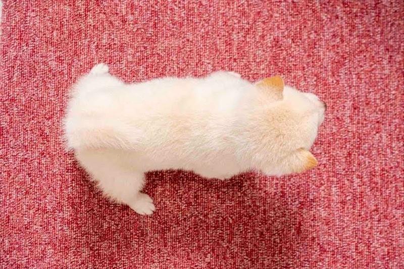 豆柴犬 販売子犬番号 まもるくん 写真5