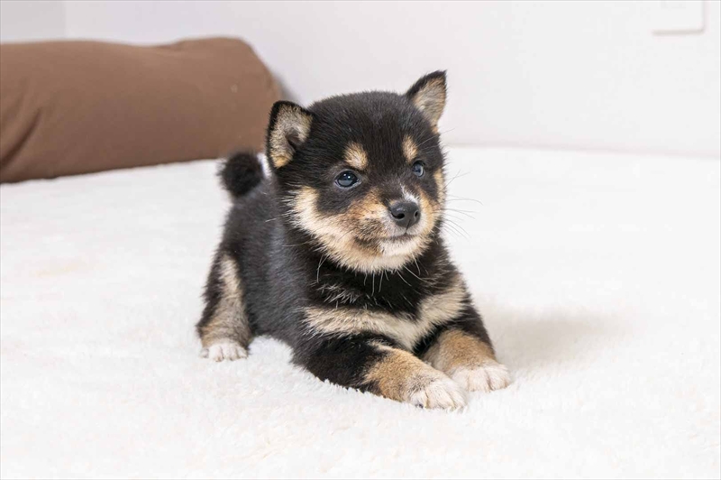 豆柴犬 販売子犬番号 るるちゃん 写真2