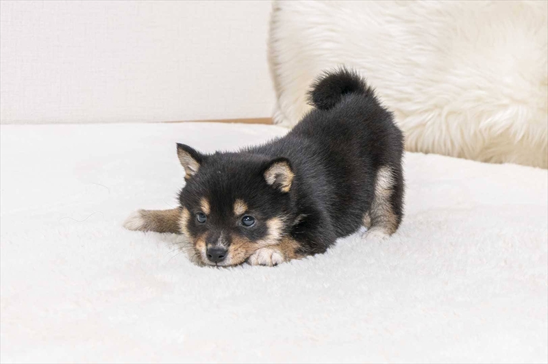豆柴犬 販売子犬番号 るるちゃん 写真3