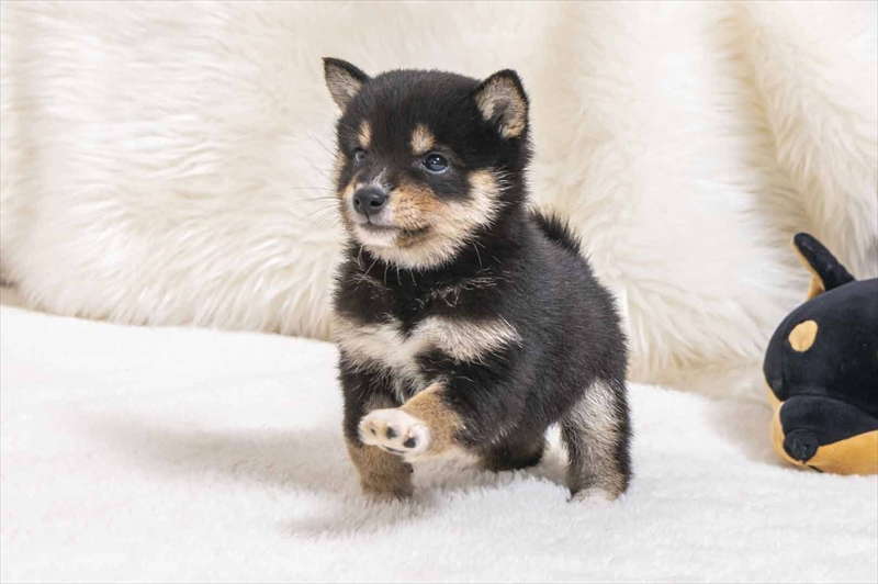 豆柴犬 販売子犬番号 るるちゃん 写真4