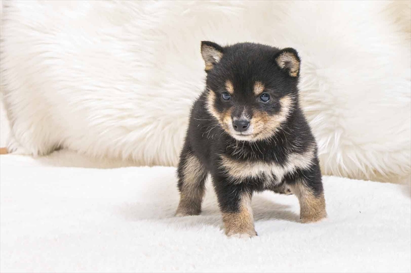 豆柴犬 販売子犬番号 るるちゃん 写真5