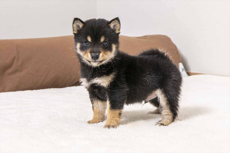 豆柴犬 販売子犬番号 たすくくん 写真2