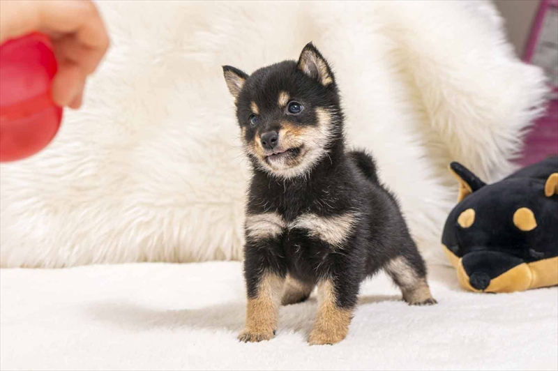豆柴犬 販売子犬番号 たすくくん 写真3