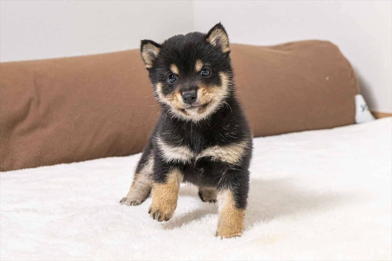 豆柴犬 販売子犬番号 たすくくん 写真4