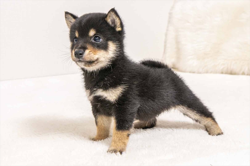豆柴犬 販売子犬番号 たすくくん 写真5