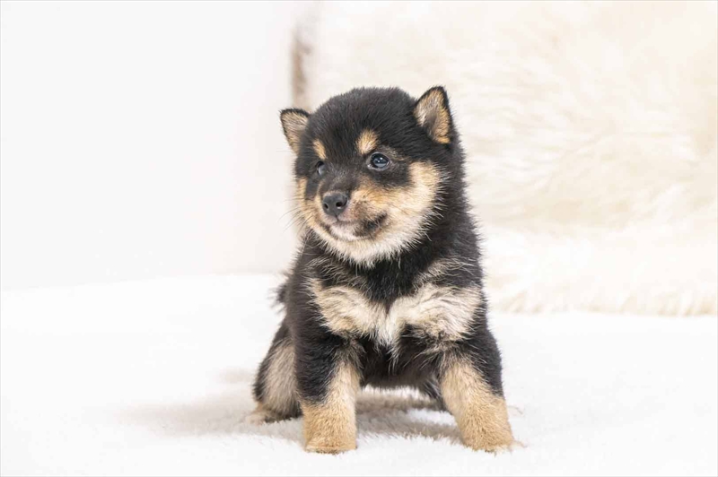 豆柴犬 販売子犬番号 まみこちゃん 写真2