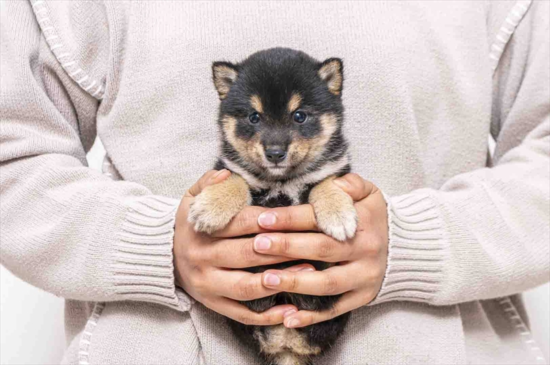豆柴犬 販売子犬番号 まみこちゃん 写真3