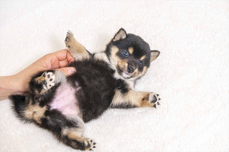 豆柴犬 販売子犬番号 まみこちゃん 写真4