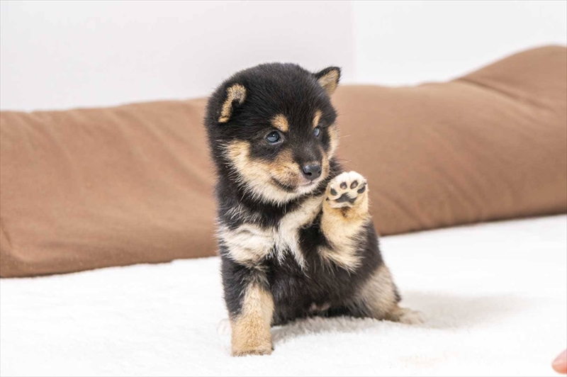 豆柴犬 販売子犬番号 まみこちゃん 写真5