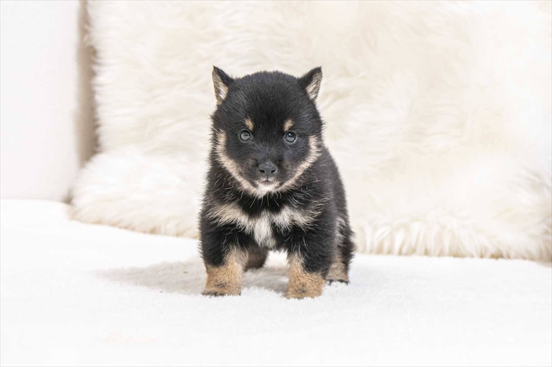 豆柴犬 販売子犬番号 れんくん 写真2