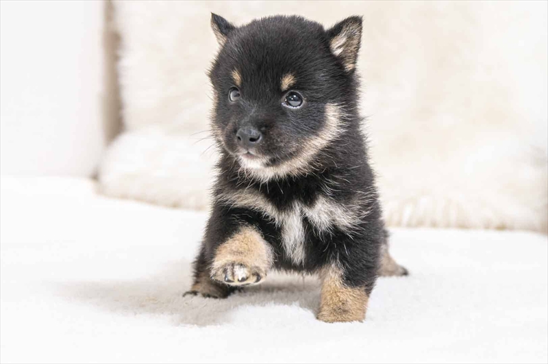 豆柴犬 販売子犬番号 れんくん 写真3