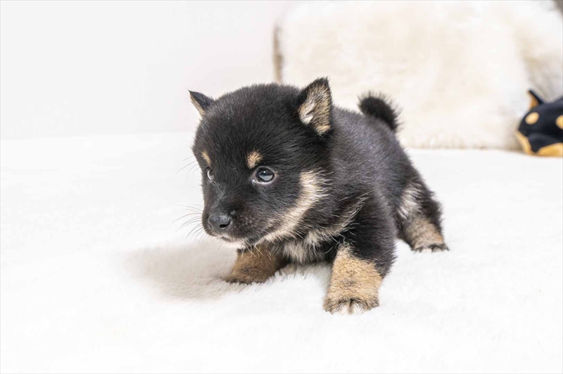 豆柴犬 販売子犬番号 れんくん 写真4