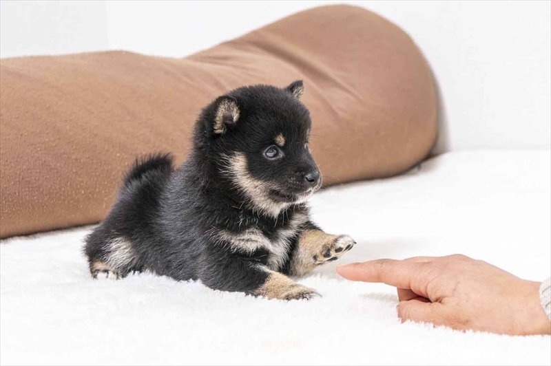 豆柴犬 販売子犬番号 れんくん 写真5