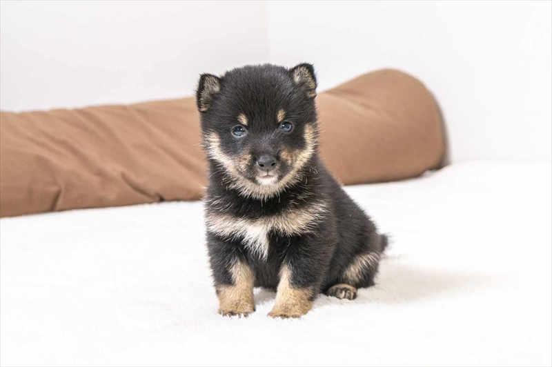 豆柴犬 販売子犬番号 ともちゃん 写真2