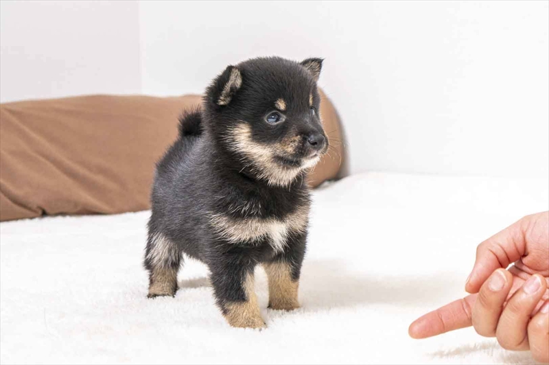 豆柴犬 販売子犬番号 ともちゃん 写真3
