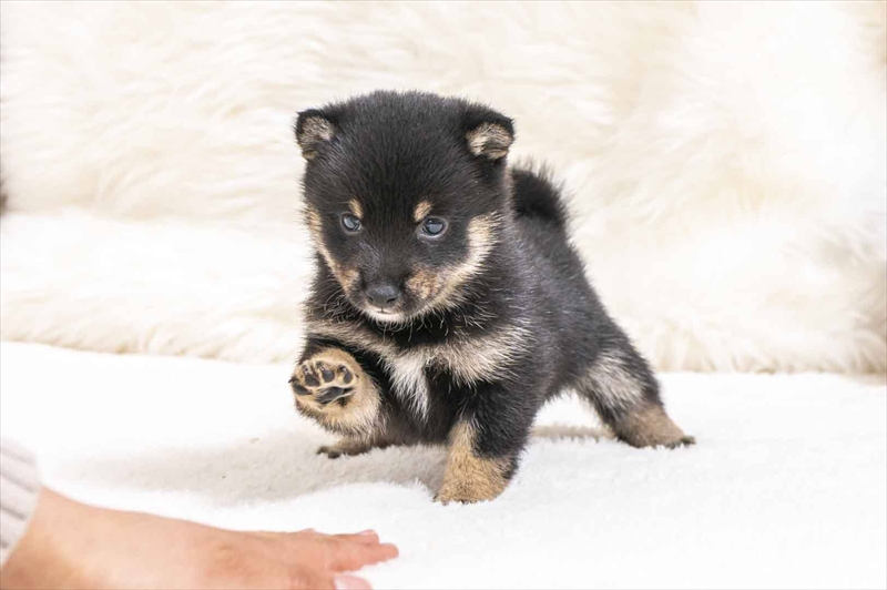 豆柴犬 販売子犬番号 ともちゃん 写真4