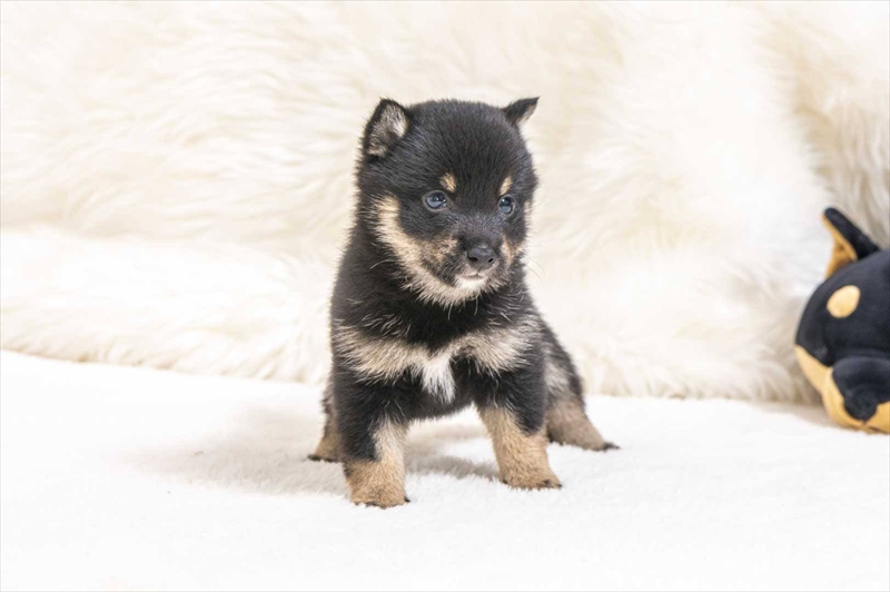 豆柴犬 販売子犬番号 ともちゃん 写真5