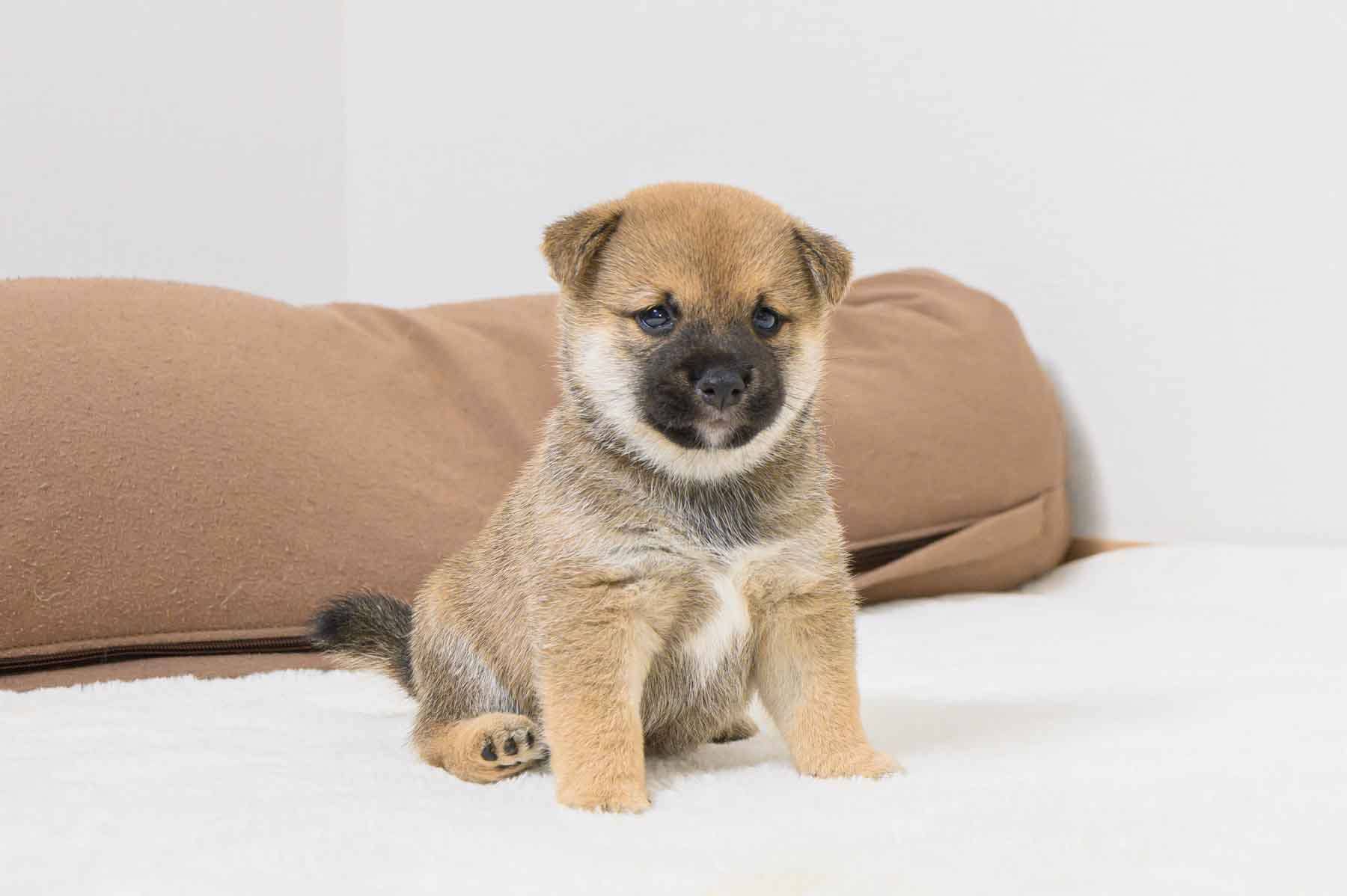 豆柴犬 販売子犬番号 げんきくん 写真2