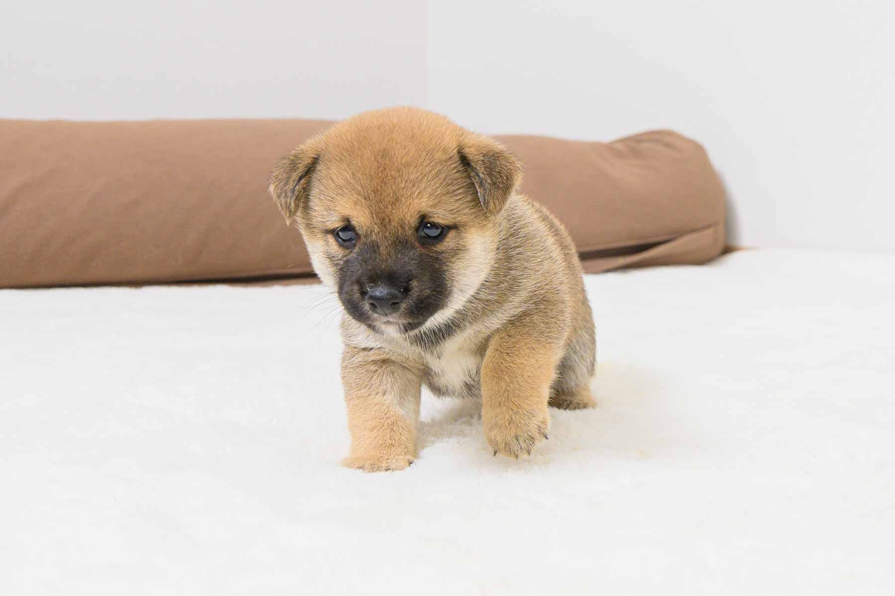 豆柴犬 販売子犬番号 げんきくん 写真3