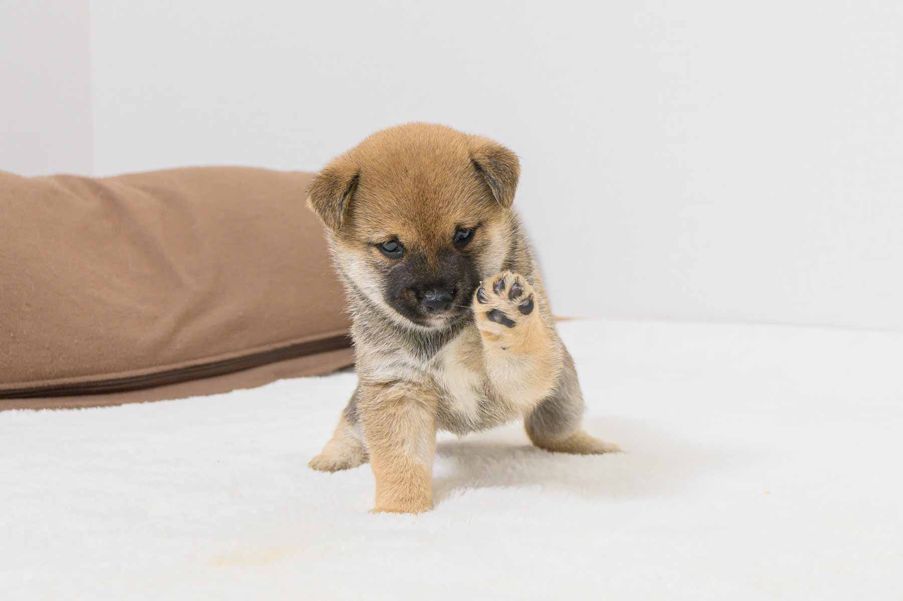 豆柴犬 販売子犬番号 げんきくん 写真4