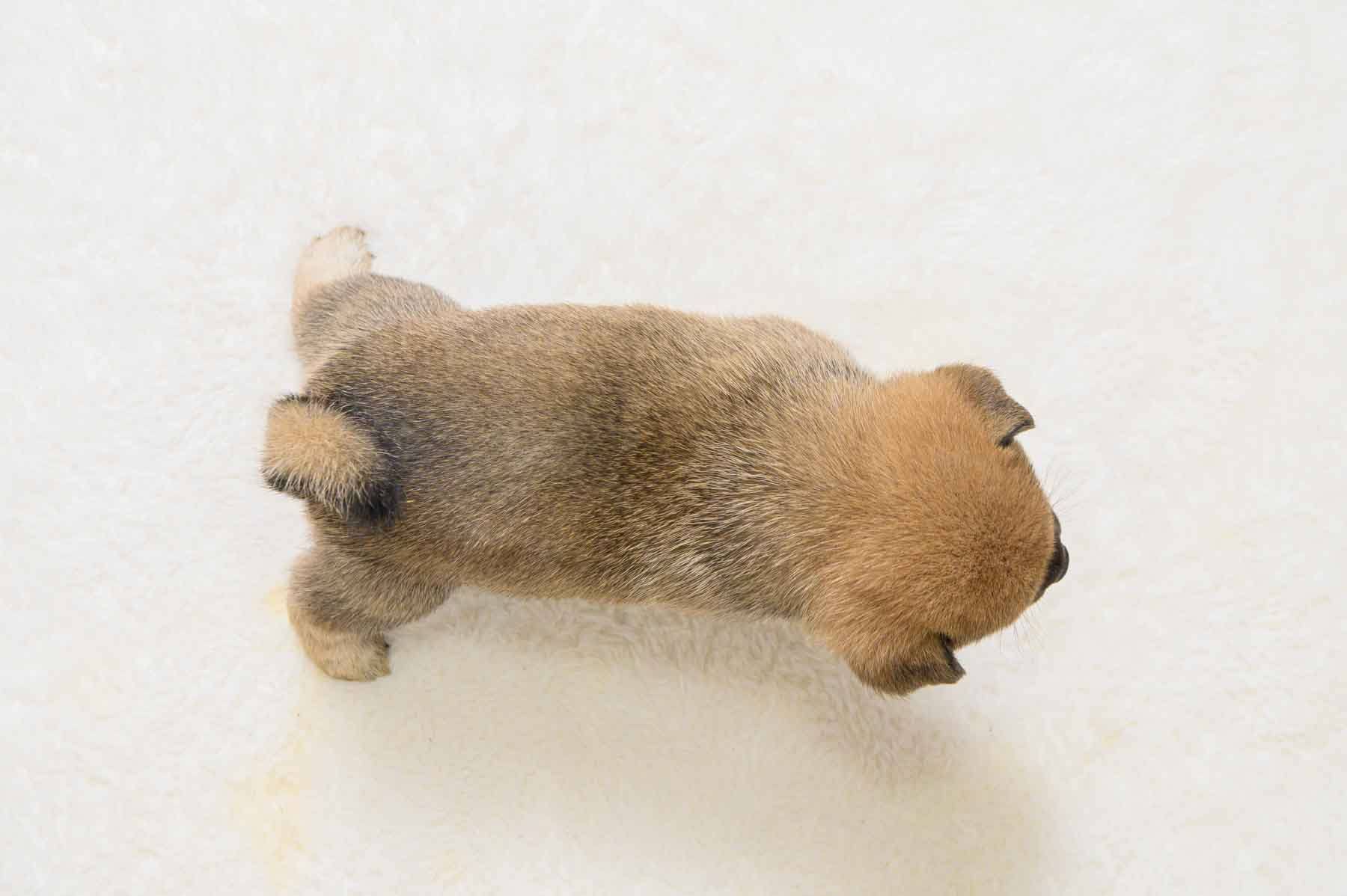 豆柴犬 販売子犬番号 げんきくん 写真5