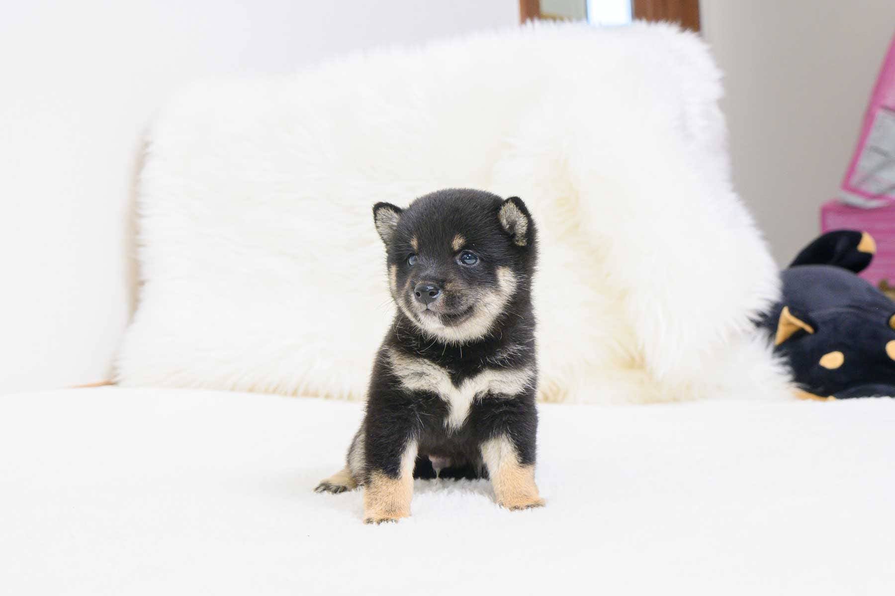豆柴犬 販売子犬番号 はるたくん 写真2