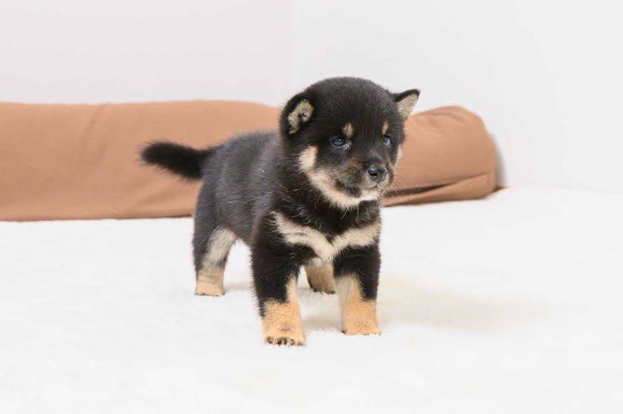 豆柴犬 販売子犬番号 はるたくん 写真3