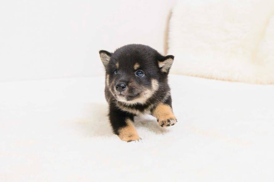 豆柴犬 販売子犬番号 はるたくん 写真4