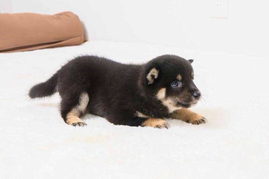 豆柴犬 販売子犬番号 はるたくん 写真5
