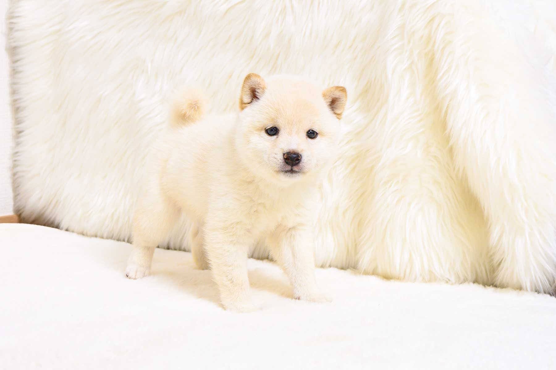 豆柴犬 販売子犬番号 あゆちゃん 写真2