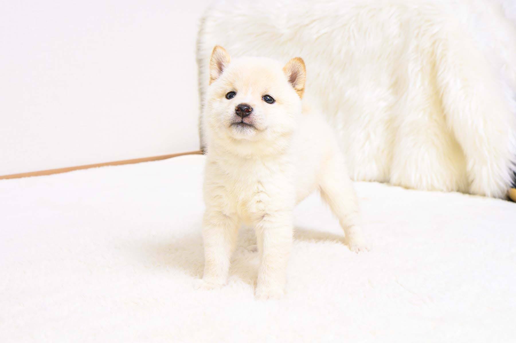 豆柴犬 販売子犬番号 あゆちゃん 写真3