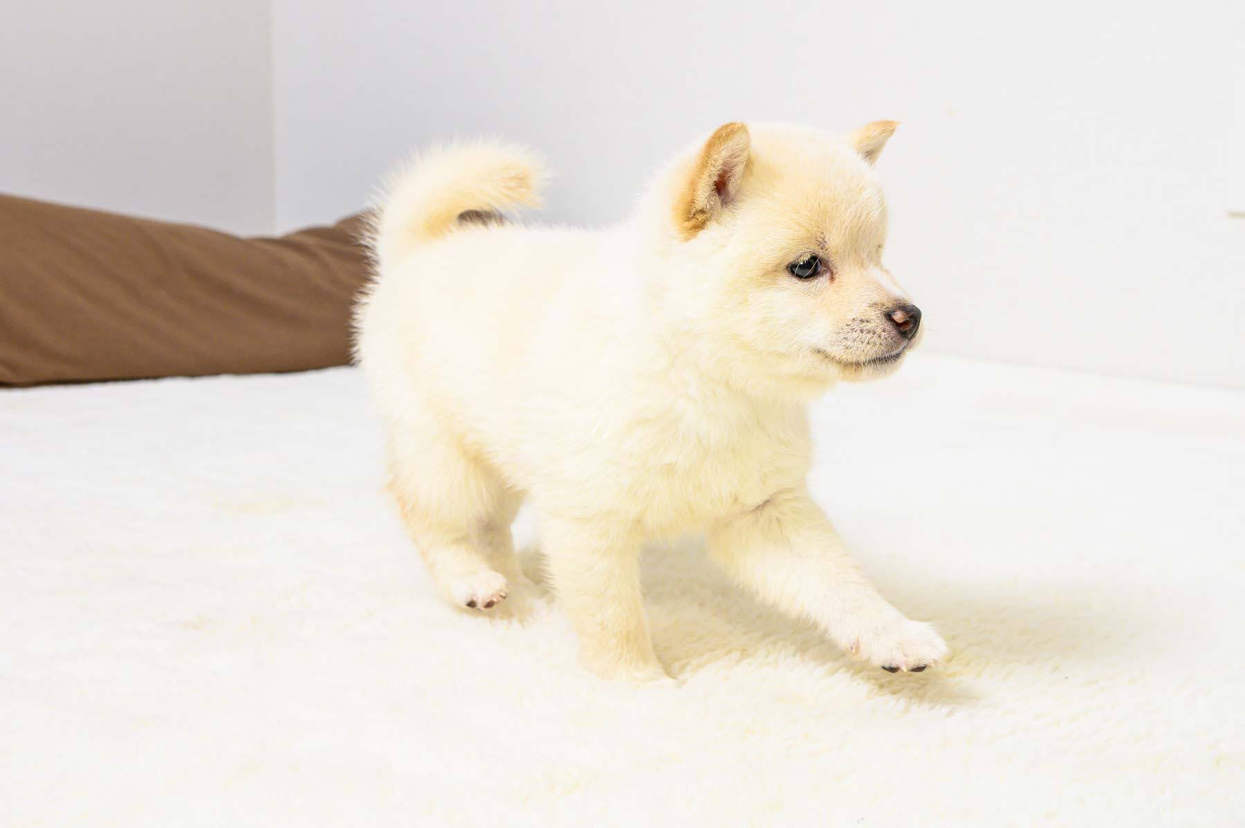 豆柴犬 販売子犬番号 あゆちゃん 写真4