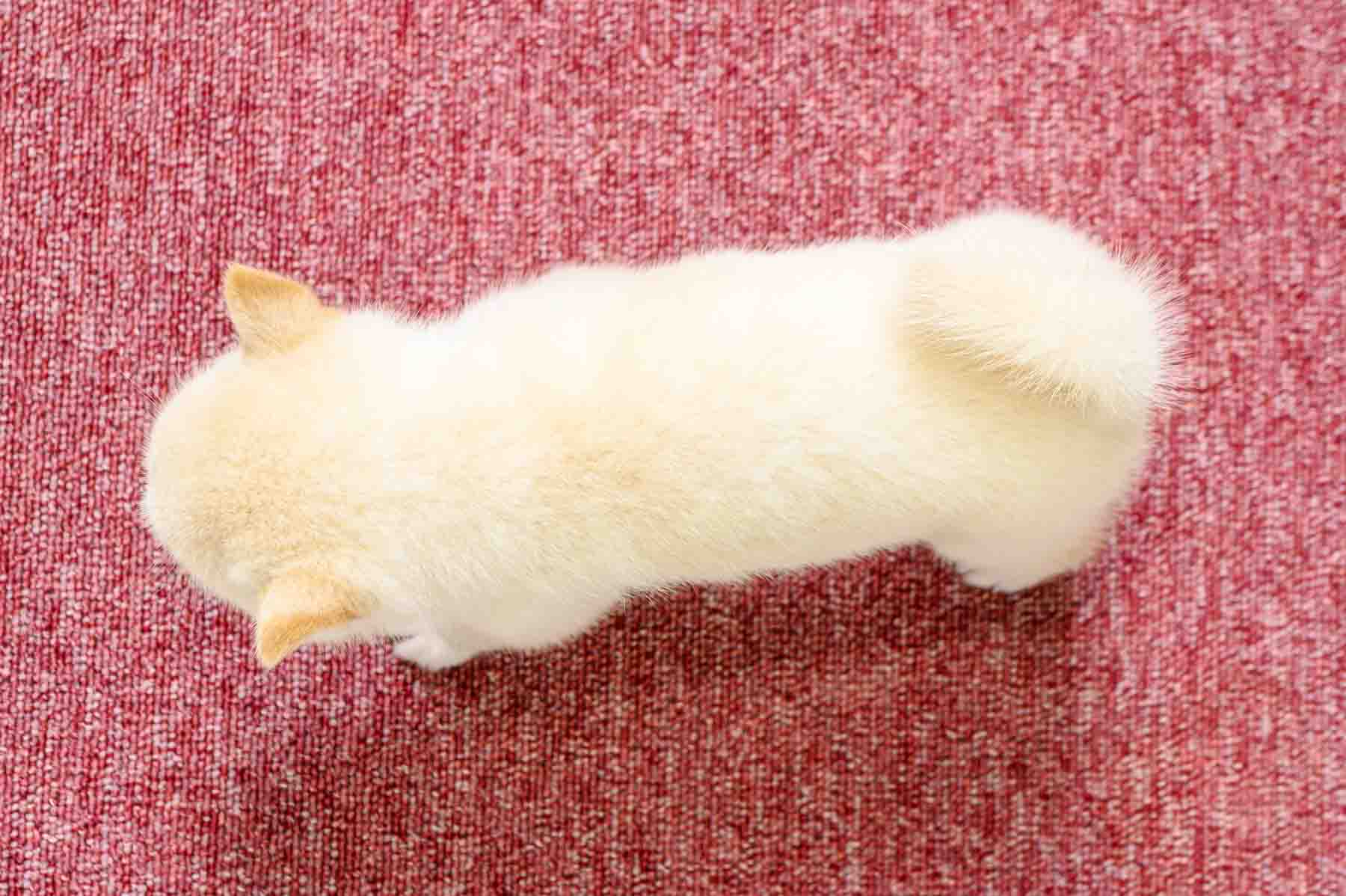豆柴犬 販売子犬番号 あゆちゃん 写真5