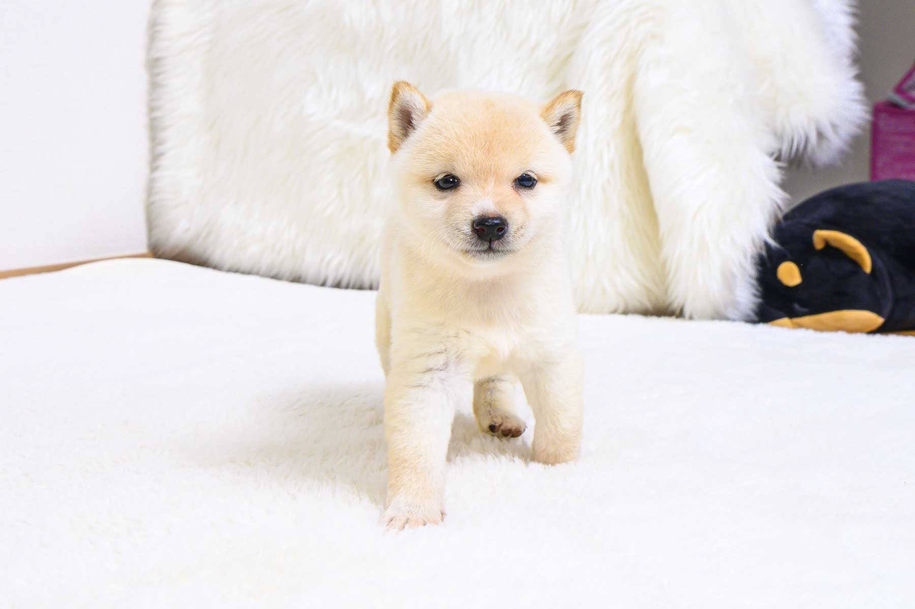豆柴犬 販売子犬番号 はじめくん 写真2