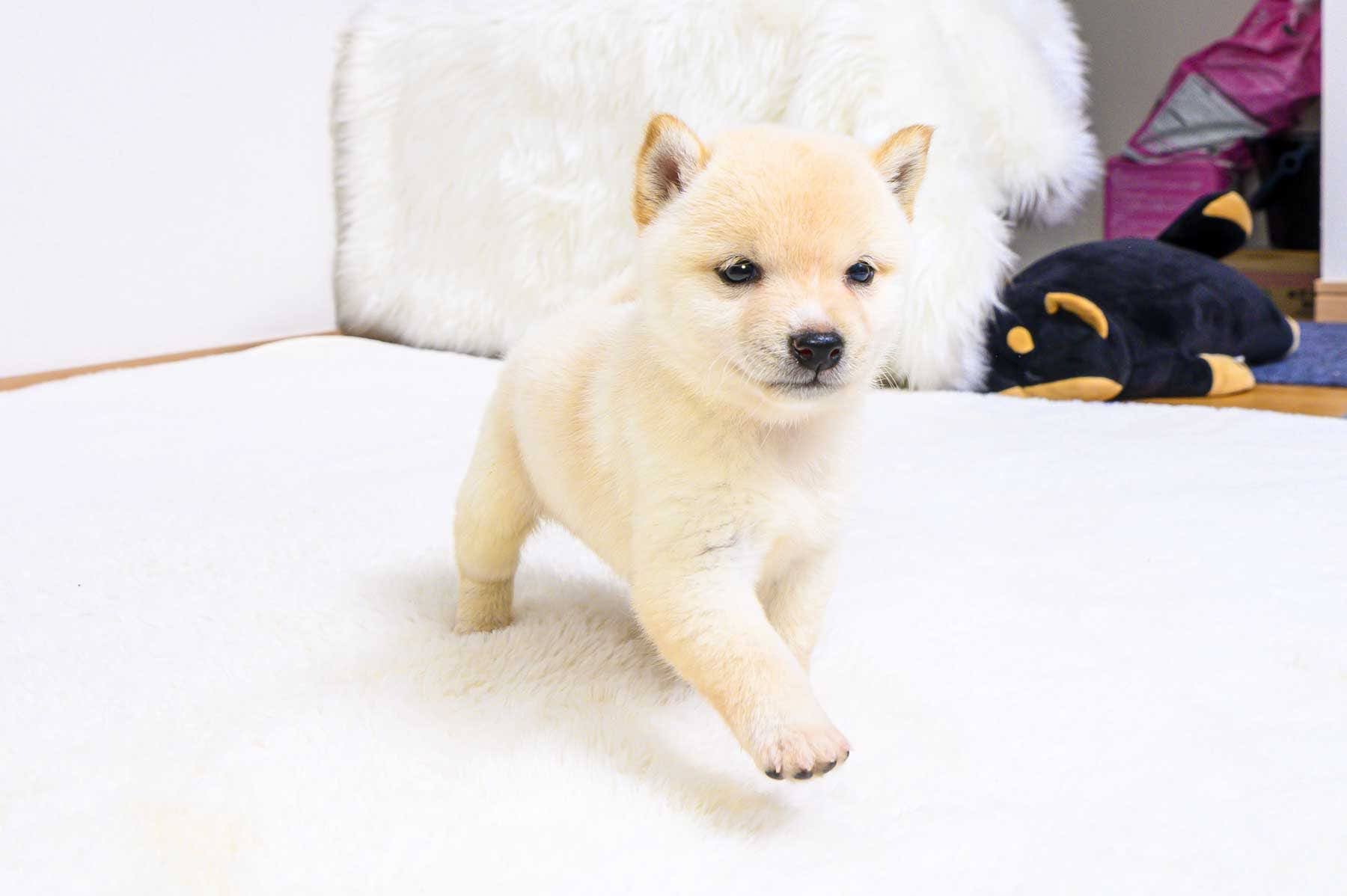 豆柴犬 販売子犬番号 はじめくん 写真3
