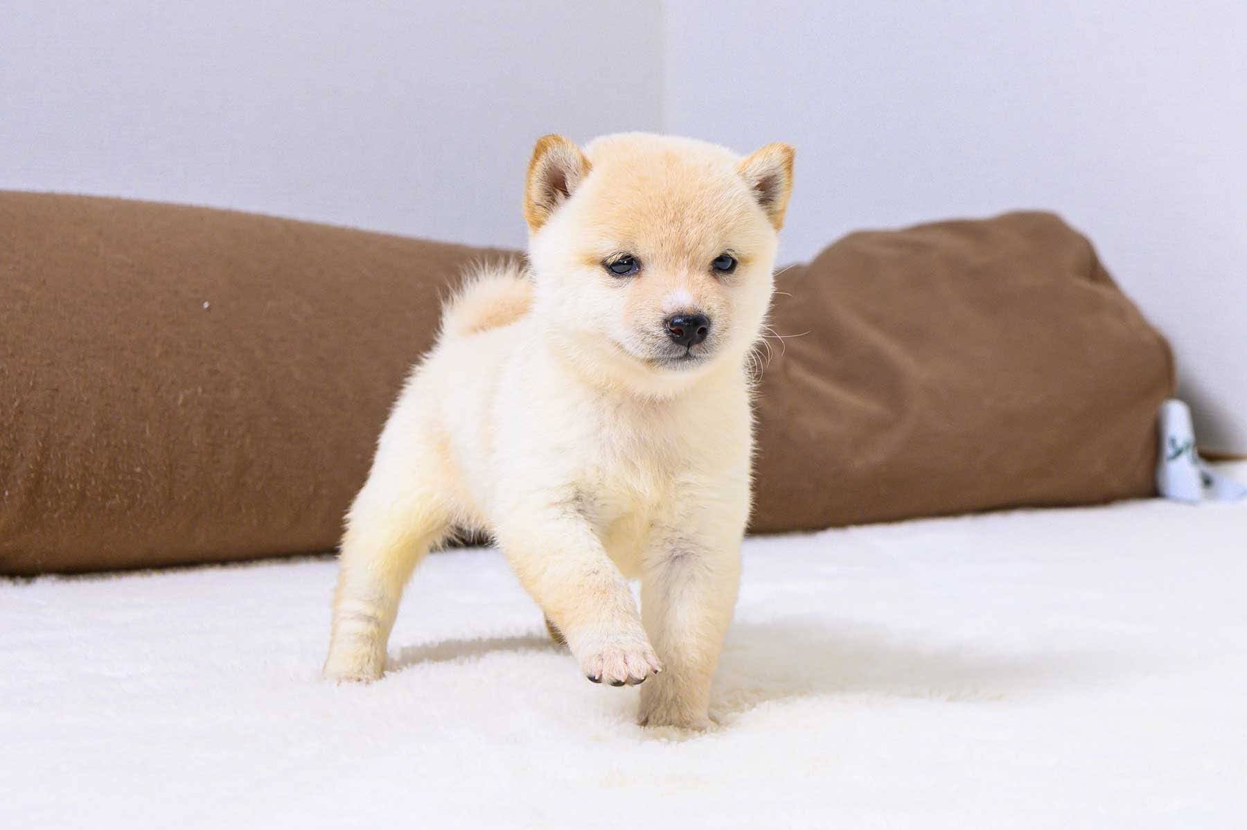 豆柴犬 販売子犬番号 はじめくん 写真4