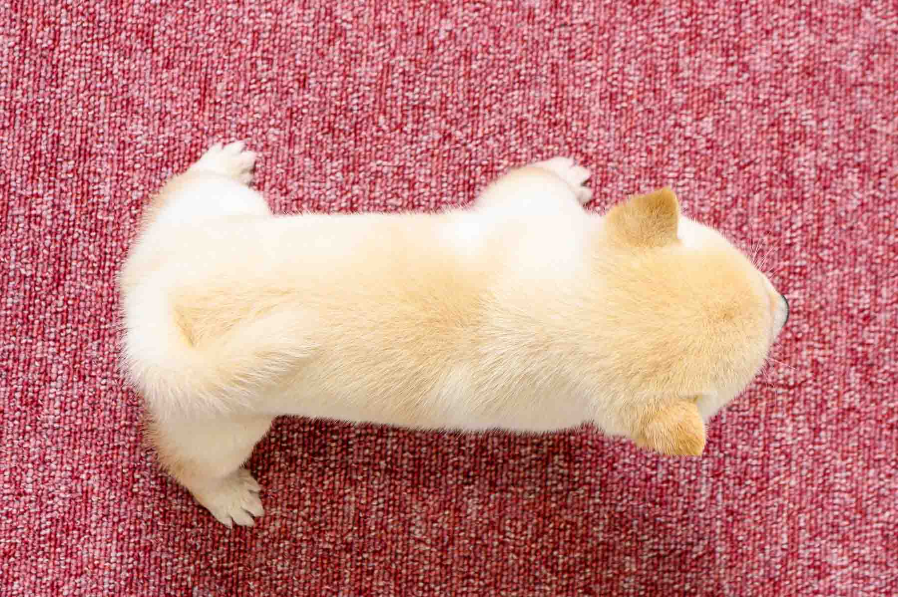 豆柴犬 販売子犬番号 はじめくん 写真5