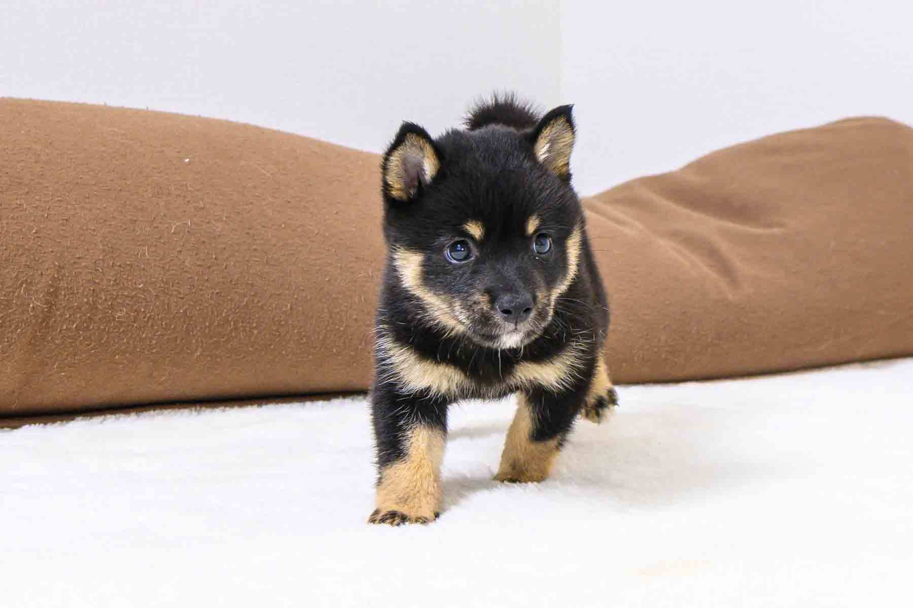 豆柴犬 販売子犬番号 じゅんくん 写真2