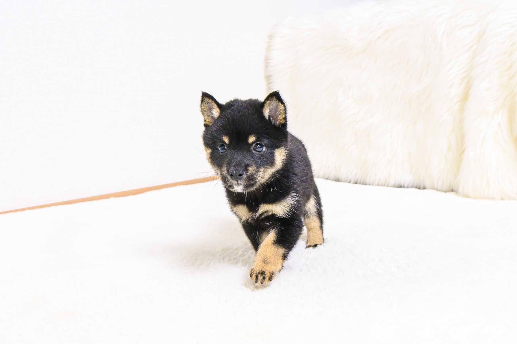 豆柴犬 販売子犬番号 じゅんくん 写真3