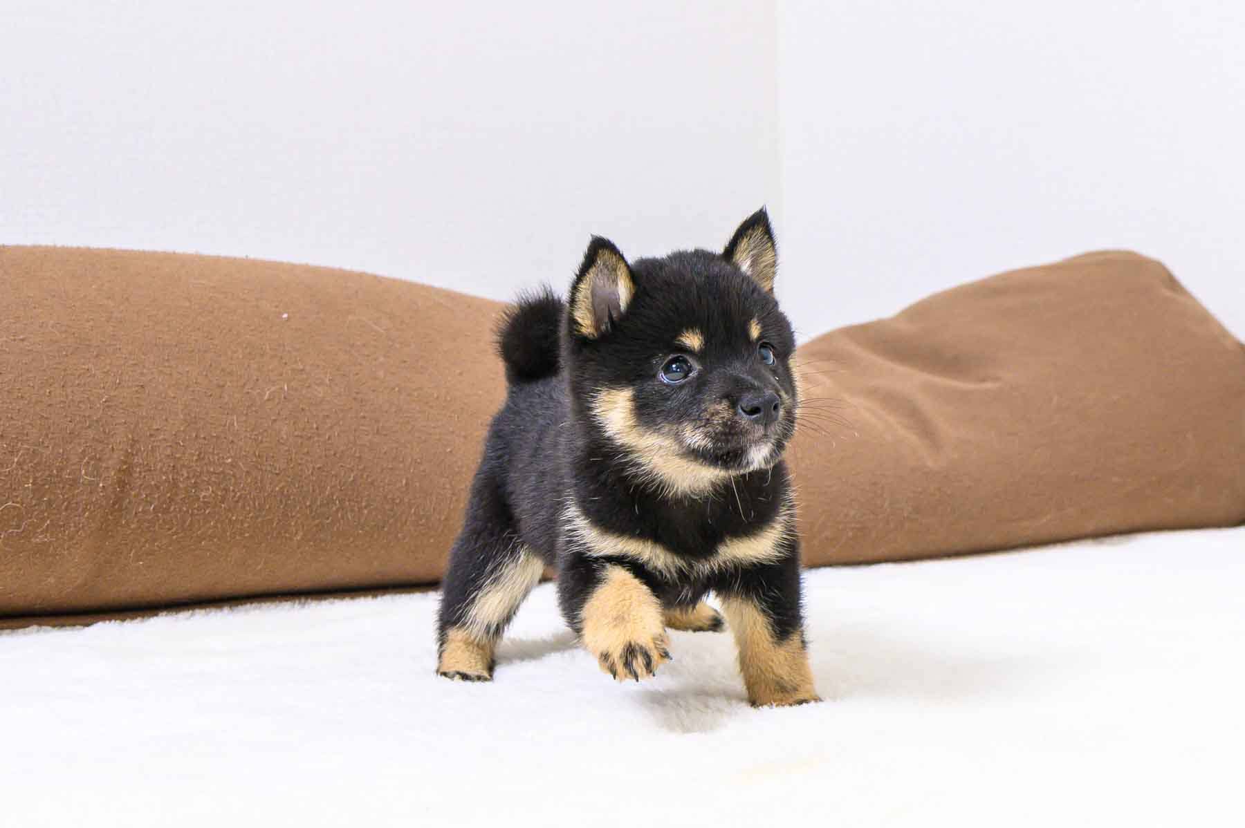豆柴犬 販売子犬番号 じゅんくん 写真4