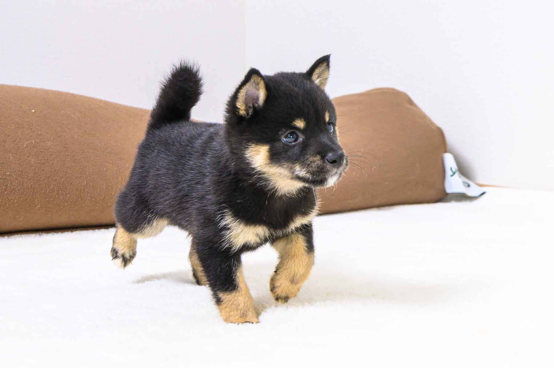 豆柴犬 販売子犬番号 じゅんくん 写真5